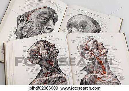 Stock Photo - "Woodcuts in a medical textbook, illustration of the nerves and arteries in the human head". Fotosearch