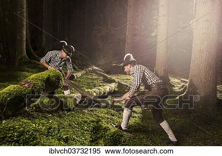 "Woodcutters cutting an old tree trunk with a two-man felling saw, Alpbach, Tyrol, Austria, Europe" View Large Photo Image Stock Photography - "Woodcutters cutting an old tree trunk with a two-man felling saw, Alpbach, Tyrol, Austria, Europe". Fotosearch