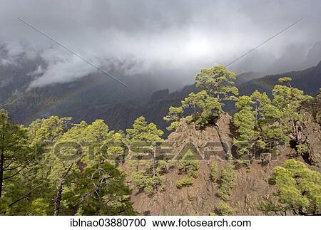"Wooded hills, Caldera de Taburiente National Park, La Palma, Canary Islands, Spain, Europe" View Large Photo Image Stock Image - "Wooded hills, Caldera de Taburiente National Park, La Palma, Canary Islands, Spain, Europe". Fotosearch