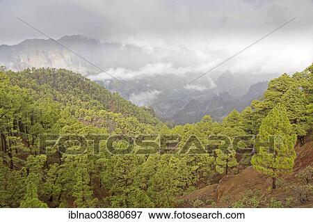"Wooded hills, Caldera de Taburiente National Park, La Palma, Canary Islands, Spain, Europe" View Large Photo Image Stock Photo - "Wooded hills, Caldera de Taburiente National Park, La Palma, Canary Islands, Spain, Europe". Fotosearch