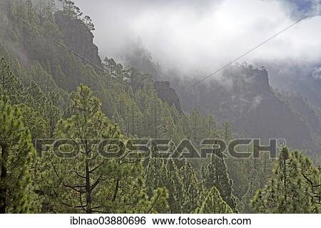 "Wooded hills, Caldera de Taburiente National Park, La Palma, Canary Islands, Spain, Europe" View Large Photo Image Stock Photograph - "Wooded hills, Caldera de Taburiente National Park, La Palma, Canary Islands, Spain, Europe". Fotosearch