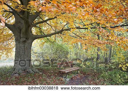 "Wooden bench under a large beech tree in autumn, Insel Rugen, Ralswiek, Mecklenburg-Western Pomerania, Germany, Europe" View Large Photo Image Stock Photo - "Wooden bench under a large beech tree in autumn, Insel Rugen, Ralswiek, Mecklenburg-Western Pomerania, Germany, Europe". Fotosearch