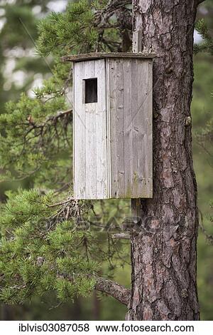 "Wooden bird house on a pine tree, Sweden, Europe" View Large Photo Image Stock Photo - "Wooden bird house on a pine tree, Sweden, Europe". Fotosearch