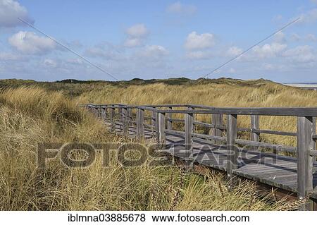 "Wooden boardwalk leading through the marram grass of the dunes, Juist, East Frisian Islands, East Frisia, Lower Saxony, Germany, Europe" View Large Photo Image Stock Photo - "Wooden boardwalk leading through the marram grass of the dunes, Juist, East Frisian Islands, East Frisia, Lower Saxony, Germany, Europe". Fotosearch