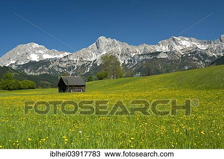 "Wooden hut on flower meadow, Gesause, Styria, Haller Mauern, Austria, Europe" View Large Photo Image Stock Image - "Wooden hut on flower meadow, Gesause, Styria, Haller Mauern, Austria, Europe". Fotosearch