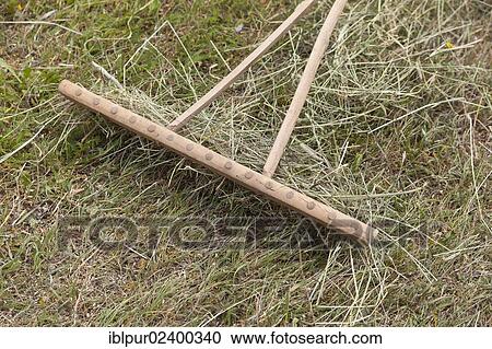 "Wooden rake during the hay harvest in a field, Saxony, Germany, Europe" View Large Photo Image Stock Image - "Wooden rake during the hay harvest in a field, Saxony, Germany, Europe". Fotosearch