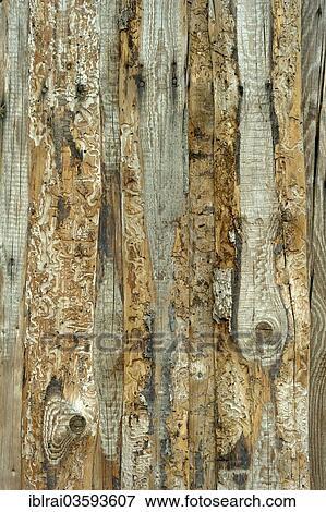 "Wooden wall from old untreated grayed boards with tracks of the Bark Beetle (Scolytinae), Landshut, Lower Bavaria, Bavaria, Germany, Europe" View Large Photo Image Stock Photo - "Wooden wall from old untreated grayed boards with tracks of the Bark Beetle (Scolytinae), Landshut, Lower Bavaria, Bavaria, Germany, Europe". Fotosearch