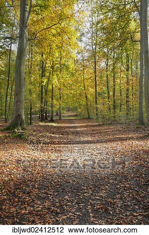 Woodland at Liepnitzsee, Wandlitz, Barnim, Brandenburg, Germany, Europe View Large Photo Image Stock Image - Woodland at Liepnitzsee, Wandlitz, Barnim, Brandenburg, Germany, Europe. Fotosearch