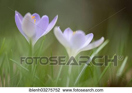 "Woodland Crocus or Tommasini's Crocus (Crocus tommasinianus), Haren, Emsland, Lower Saxony, Germany, Europe" View Large Photo Image Stock Image - "Woodland Crocus or Tommasini's Crocus (Crocus tommasinianus), Haren, Emsland, Lower Saxony, Germany, Europe". Fotosearch