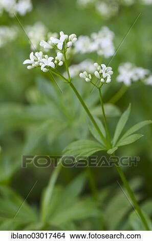 Picture - "Woodruff (Galium odoratum), Austria, Europe". Fotosearch