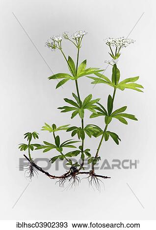"Woodruff (Galium odoratum), illustration" View Large Photo Image Stock Image - "Woodruff (Galium odoratum), illustration". Fotosearch