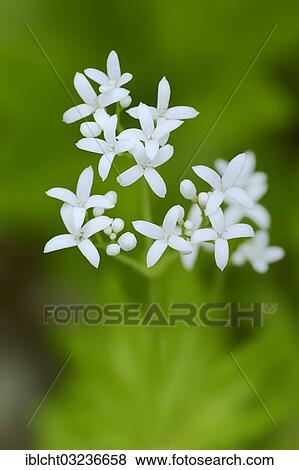 "Woodruff or Sweet Woodruff (Galium odoratum) flowers, North Rhine-Westphalia, Germany, Europe" View Large Photo Image Stock Photo - "Woodruff or Sweet Woodruff (Galium odoratum) flowers, North Rhine-Westphalia, Germany, Europe". Fotosearch