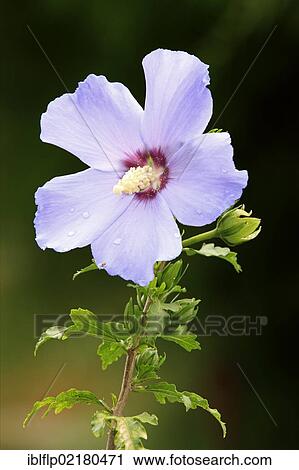"Woody Mallow (Hibiscus syriacus), close-up of flower, growing in garden, Germany, Europe" View Large Photo Image Stock Image - "Woody Mallow (Hibiscus syriacus), close-up of flower, growing in garden, Germany, Europe". Fotosearch