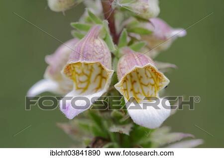 Stock Image - "Woolly Foxglove (Digitalis lanata), blossoms, North Rhine-Westphalia, Germany, Europe". Fotosearch