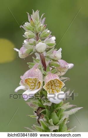"Woolly Foxglove (Digitalis lanata), blossoms, North Rhine-Westphalia, Germany, Europe" View Large Photo Image Stock Photo - "Woolly Foxglove (Digitalis lanata), blossoms, North Rhine-Westphalia, Germany, Europe". Fotosearch