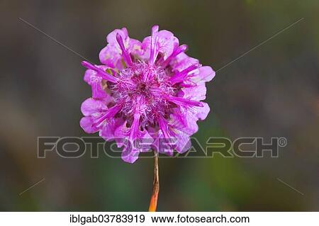"Woolly Lousewort (Pedicularis lanata), Wrangel, Chukotka, Russia, Europe" View Large Photo Image Stock Photo - "Woolly Lousewort (Pedicularis lanata), Wrangel, Chukotka, Russia, Europe". Fotosearch