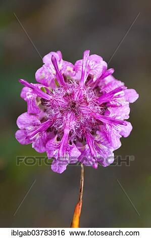 "Woolly Lousewort (Pedicularis lanata), Wrangel, Chukotka, Russia, Europe" View Large Photo Image Stock Photograph - "Woolly Lousewort (Pedicularis lanata), Wrangel, Chukotka, Russia, Europe". Fotosearch