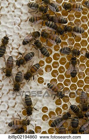 Worker bees on honey and nectar cells View Large Photo Image Stock Image - Worker bees on honey and nectar cells. Fotosearch