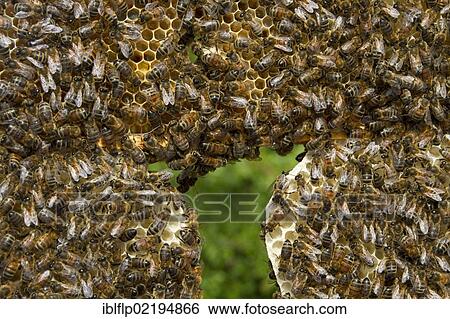 Worker bees on honey and nectar cells View Large Photo Image Stock Photograph - Worker bees on honey and nectar cells. Fotosearch