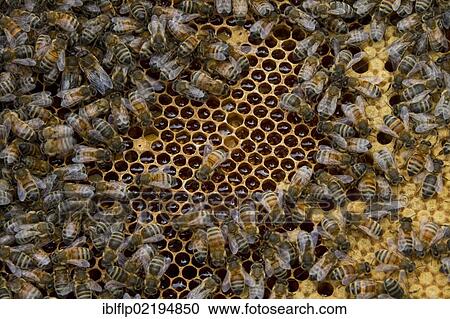 Worker bees tending drone and honey and nectar cells in the brood frame part of the hive View Large Photo Image Stock Image - Worker bees tending drone and honey and nectar cells in the brood frame part of the hive. Fotosearch