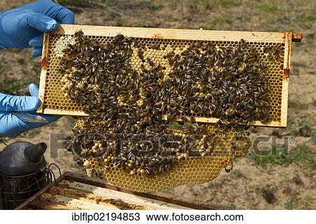 Worker bees tending drone and honey and nectar cells in the brood frame part of the hive View Large Photo Image Stock Image - Worker bees tending drone and honey and nectar cells in the brood frame part of the hive. Fotosearch