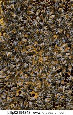 Worker bees tending larva and honey and nectar cells in the brood frame part of the hive View Large Photo Image Stock Photo - Worker bees tending larva and honey and nectar cells in the brood frame part of the hive. Fotosearch