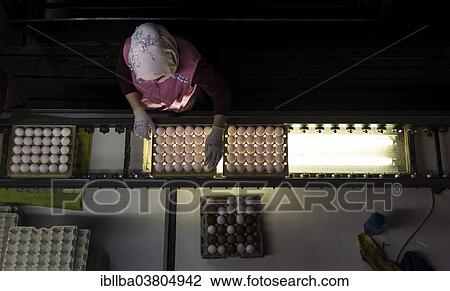 "Worker during quality control of colourful dyed Easter eggs, Beham egg dyeing company, Thannhausen, Bayern, Germany, Europe" View Large Photo Image Stock Image - "Worker during quality control of colourful dyed Easter eggs, Beham egg dyeing company, Thannhausen, Bayern, Germany, Europe". Fotosearch