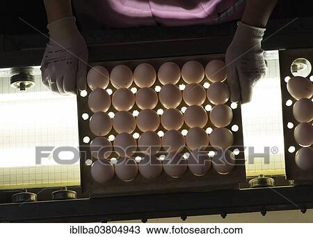"Worker during quality control of Easter eggs, Beham egg dyeing company, Thannhausen, Bayern, Germany, Europe" View Large Photo Image Stock Image - "Worker during quality control of Easter eggs, Beham egg dyeing company, Thannhausen, Bayern, Germany, Europe". Fotosearch