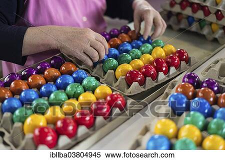 "Worker during quality control of colourful dyed Easter eggs, Beham egg dyeing company, Thannhausen, Bayern, Germany, Europe" View Large Photo Image Stock Photography - "Worker during quality control of colourful dyed Easter eggs, Beham egg dyeing company, Thannhausen, Bayern, Germany, Europe". Fotosearch