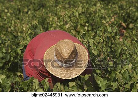 "Worker harvesting Pedro Ximenez wine grapes, Bodegas Cabrinana, Vintage in a vineyard in Montilla, Montilla-Moriles area, Cordoba province, Andalusia, Spain, Europe" View Large Photo Image Stock Image - "Worker harvesting Pedro Ximenez wine grapes, Bodegas Cabrinana, Vintage in a vineyard in Montilla, Montilla-Moriles area, Cordoba province, Andalusia, Spain, Europe". Fotosearch