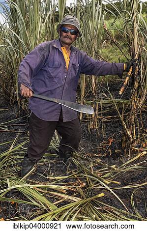 "Worker harvesting sugar cane by hand, Sigatoka, Viti Levu, Fiji, Oceania" View Large Photo Image Stock Image - "Worker harvesting sugar cane by hand, Sigatoka, Viti Levu, Fiji, Oceania". Fotosearch