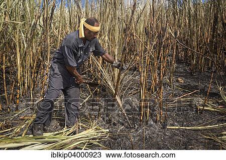 Stock Image - "Worker harvesting sugar cane by hand, Sigatoka, Viti Levu, Fiji, Oceania". Fotosearch