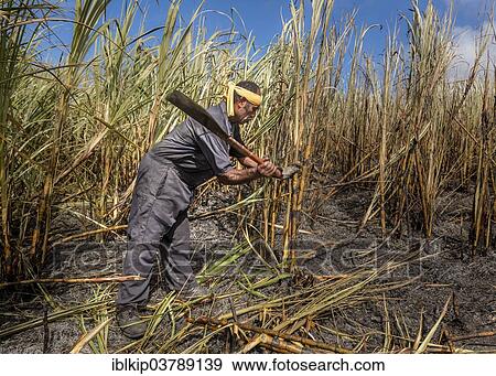 "Worker harvesting sugar cane by hand, Sigatoka, Viti Levu, Fiji, Oceania" View Large Photo Image Stock Photo - "Worker harvesting sugar cane by hand, Sigatoka, Viti Levu, Fiji, Oceania". Fotosearch
