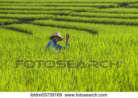 "Worker in rice terraces, Ubud, Bali, Indonesia, Asia" View Large Photo Image Stock Photo - "Worker in rice terraces, Ubud, Bali, Indonesia, Asia". Fotosearch