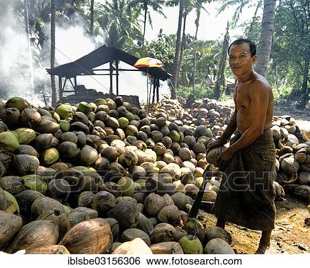 Stock Photograph - "Worker on a coconut plantation, Ko Samui, Southern Thailand, Thailand, Asia". Fotosearch
