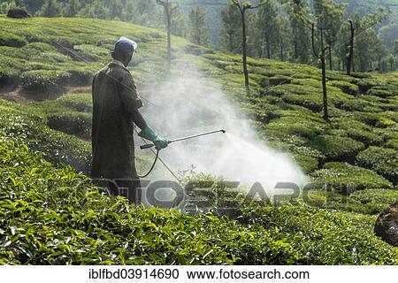 "Worker spraying tea plants with pesticides, tea plantation, Munnar, Kerala, Western Ghats, India, Asia" View Large Photo Image Stock Image - "Worker spraying tea plants with pesticides, tea plantation, Munnar, Kerala, Western Ghats, India, Asia". Fotosearch