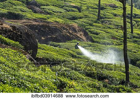Stock Photo - "Worker spraying tea plants with pesticides, tea plantation, Munnar, Kerala, Western Ghats, India, Asia". Fotosearch