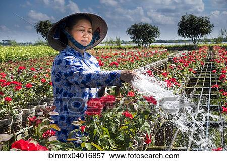 "Worker watering flowers, market garden, Sa dec, Long Xuyen, Mekong Delta, Vietnam, Asia" View Large Photo Image Stock Photo - "Worker watering flowers, market garden, Sa dec, Long Xuyen, Mekong Delta, Vietnam, Asia". Fotosearch