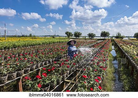 "Worker watering the flowers, market garden, Sa dec, Long Xuyen, Mekong Delta, Vietnam, Asia" View Large Photo Image Stock Image - "Worker watering the flowers, market garden, Sa dec, Long Xuyen, Mekong Delta, Vietnam, Asia". Fotosearch