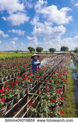 "Worker watering the flowers, market garden, Sa dec, Long Xuyen, Mekong Delta, Vietnam, Asia" View Large Photo Image Stock Photo - "Worker watering the flowers, market garden, Sa dec, Long Xuyen, Mekong Delta, Vietnam, Asia". Fotosearch