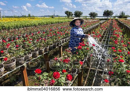 "Worker watering the flowers, market garden, Sa dec, Long Xuyen, Mekong Delta, Vietnam, Asia" View Large Photo Image Stock Photograph - "Worker watering the flowers, market garden, Sa dec, Long Xuyen, Mekong Delta, Vietnam, Asia". Fotosearch