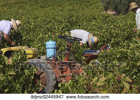 "Workers harvesting Pedro Ximenez grapes, Bodegas Cabrinana, vintage in a vineyard in Montilla, Montilla-Moriles wine-growing region, Cordoba province, Andalusia, Spain, Europe" View Large Photo Image Stock Photo - "Workers harvesting Pedro Ximenez grapes, Bodegas Cabrinana, vintage in a vineyard in Montilla, Montilla-Moriles wine-growing region, Cordoba province, Andalusia, Spain, Europe". Fotosearch