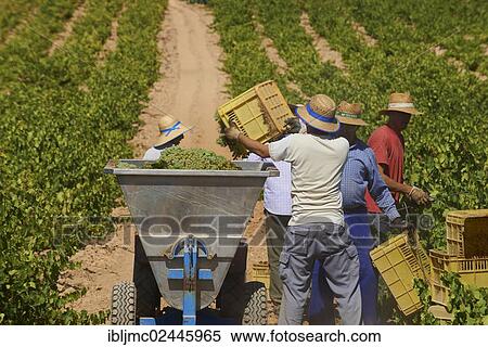 "Workers harvesting Pedro Ximenez grapes, Bodegas Cabrinana, vintage in a vineyard in Montilla, Montilla-Moriles wine-growing region, Cordoba province, Andalusia, Spain, Europe" View Large Photo Image Stock Photography - "Workers harvesting Pedro Ximenez grapes, Bodegas Cabrinana, vintage in a vineyard in Montilla, Montilla-Moriles wine-growing region, Cordoba province, Andalusia, Spain, Europe". Fotosearch
