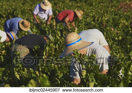"Workers harvesting Pedro Ximenez wine grapes, Bodegas Cabrinana, Vintage in a vineyard in Montilla, Montilla-Moriles area, Cordoba province, Andalusia, Spain, Europe" View Large Photo Image Stock Photo - "Workers harvesting Pedro Ximenez wine grapes, Bodegas Cabrinana, Vintage in a vineyard in Montilla, Montilla-Moriles area, Cordoba province, Andalusia, Spain, Europe". Fotosearch