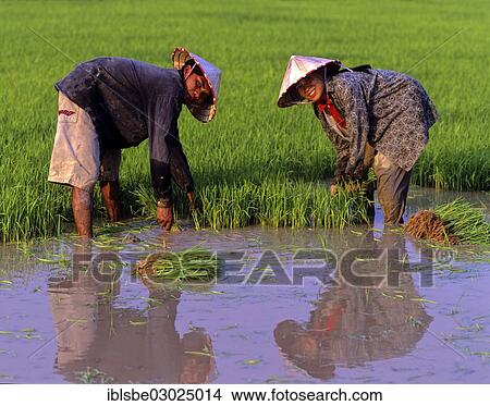 "Workers in a rice paddy, rice cultivation, Laos, Asia" View Large Photo Image Picture - "Workers in a rice paddy, rice cultivation, Laos, Asia". Fotosearch