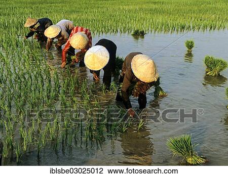 "Workers in a rice paddy, rice cultivation, Laos, Asia" View Large Photo Image Stock Image - "Workers in a rice paddy, rice cultivation, Laos, Asia". Fotosearch