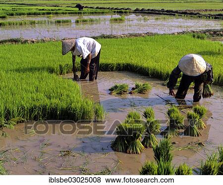 "Workers in a rice paddy, rice cultivation, Laos, Asia" View Large Photo Image Stock Photo - "Workers in a rice paddy, rice cultivation, Laos, Asia". Fotosearch