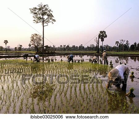 "Workers in a rice paddy, rice cultivation, Laos, Asia" View Large Photo Image Stock Photograph - "Workers in a rice paddy, rice cultivation, Laos, Asia". Fotosearch