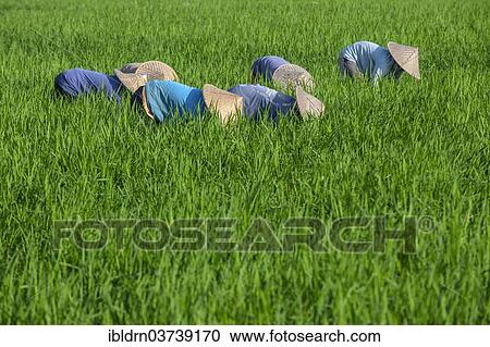 "Workers tending to plants in a rice paddy, Ubud, Bali, Indonesia, Asia" View Large Photo Image Stock Image - "Workers tending to plants in a rice paddy, Ubud, Bali, Indonesia, Asia". Fotosearch