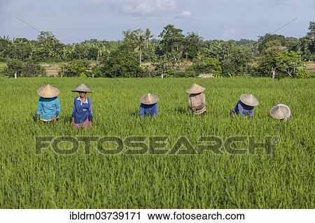 "Workers tending to plants in a rice paddy, Ubud, Bali, Indonesia, Asia" View Large Photo Image Stock Image - "Workers tending to plants in a rice paddy, Ubud, Bali, Indonesia, Asia". Fotosearch